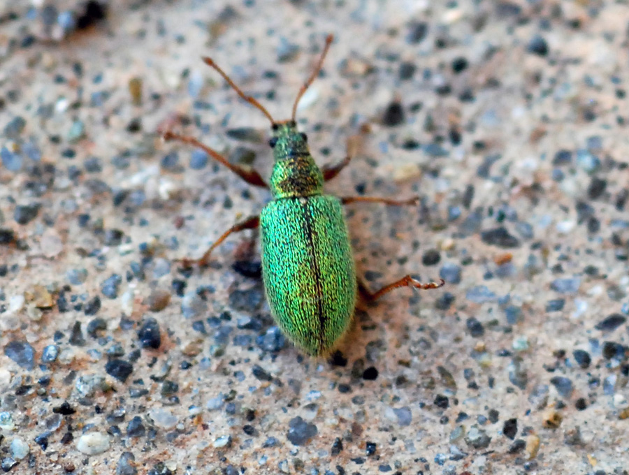 che curculione è? Phyllobius ... zoppo